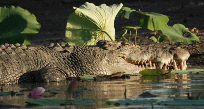 Crocodile spotted on a Yellow Water Cruise