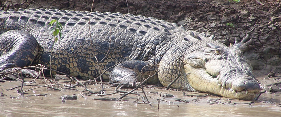 Crocodile on the Adelade River